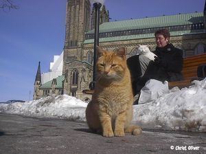 Canadian Parliamentary Cats Parliamentary cats catpower