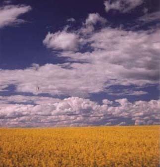 Canadian Prairies canadianbiodiversitymcgillcaenglishecozonespr