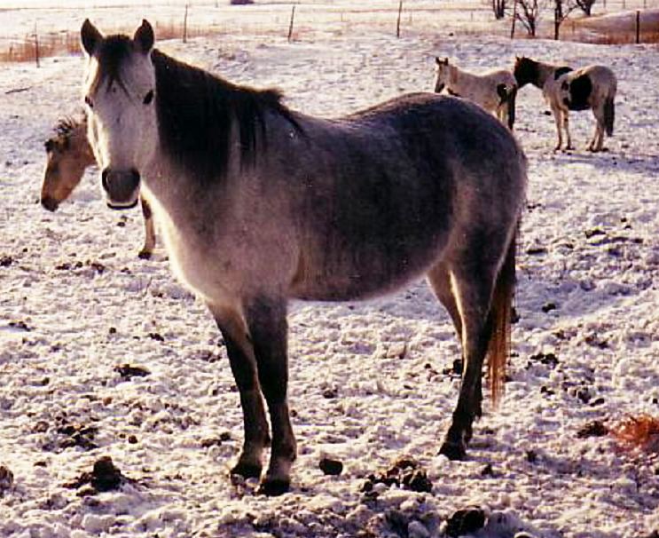 Canadian Rustic Pony httpsuploadwikimediaorgwikipediacommons88