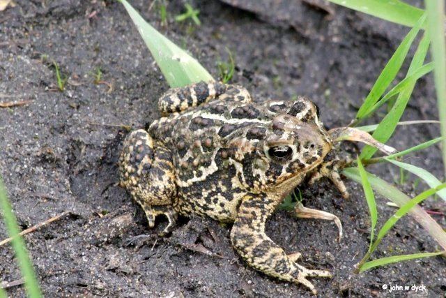 Canadian Toad - Alchetron, The Free Social Encyclopedia