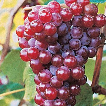 Canadice (grape) Red Canadice Seedless Grapes Michigan Bulb