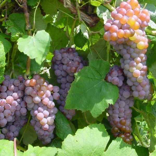 Canadice (grape) Buy Canadice Grape Vines For Sale Double A Vineyards