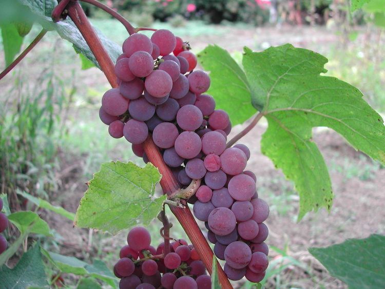 Canadice (grape) Grapes Bethel Springs Farm