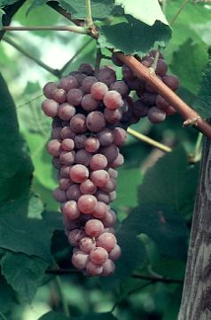 Canadice (grape) wwwhortcornelledureischgrapegeneticsVarietyp