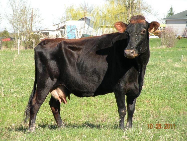 Canadienne cattle 1000 images about Canadienne on Pinterest