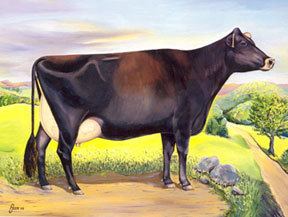 Canadienne cattle The Canadienne Cow Origins amp History