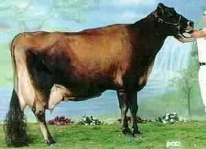 Canadienne cattle Breeds of Livestock Canadienne Cattle Breeds of Livestock