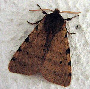 Canararctia rufescens httpsuploadwikimediaorgwikipediacommonsthu