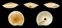 Canariella planaria httpsuploadwikimediaorgwikipediacommonsthu