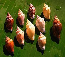 Canarium (gastropod) httpsuploadwikimediaorgwikipediacommonsthu