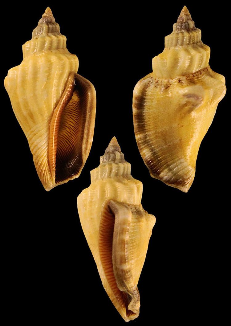 Canarium labiatum Gastropoda Stromboidea Species Canarium Labiatum