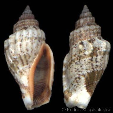 Canarium labiatum Canarium labiatum