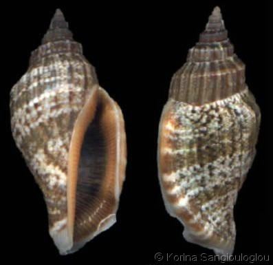 Canarium labiatum Canarium labiatum