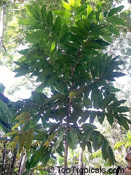 Canarium ovatum Tropical plant catalog TopTropicalscom