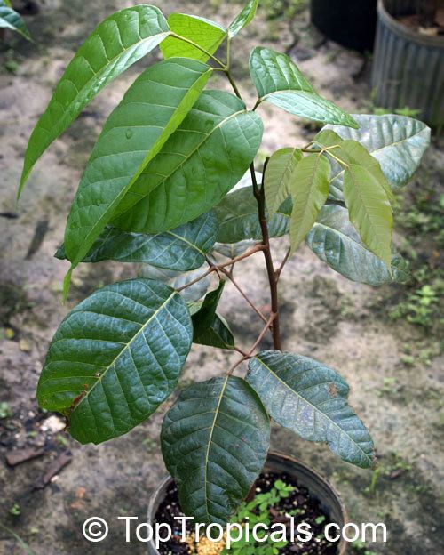 Canarium ovatum Canarium ovatum Pili Nut TopTropicalscom