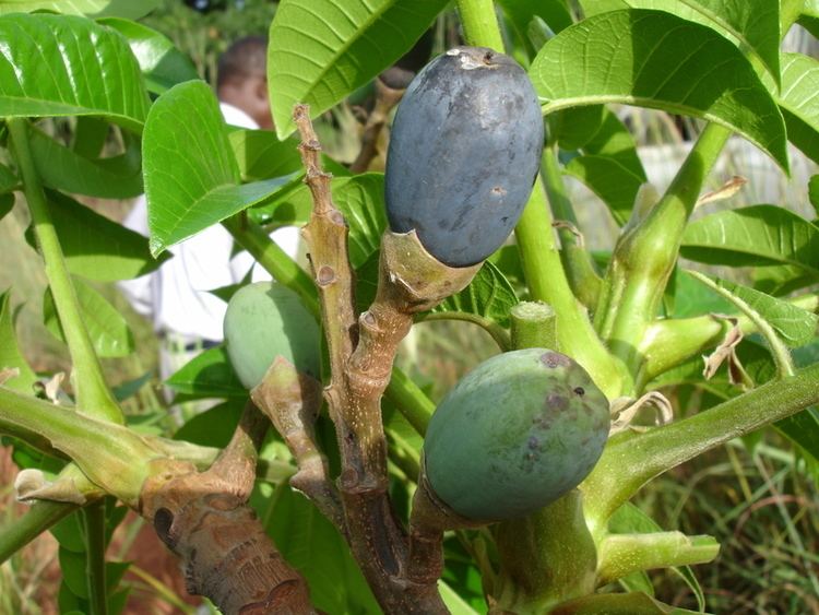 Canarium schweinfurthii Central African Plants A Photo Guide Canarium schweinfurthii Engl