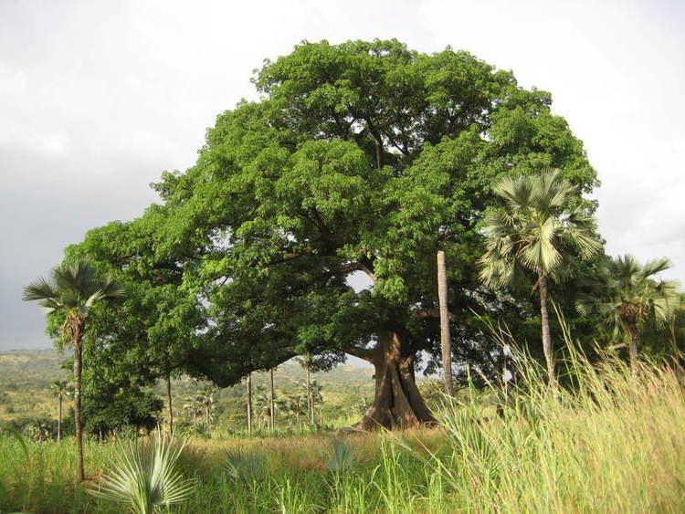 Canarium schweinfurthii Canarium schweinfurthii Useful Tropical Plants