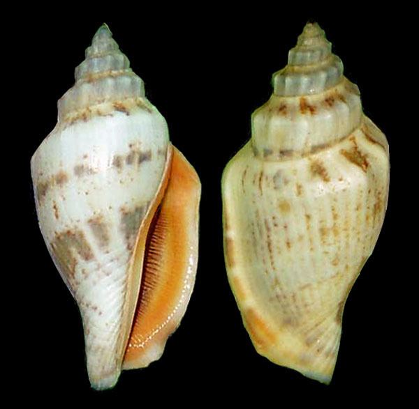 Canarium urceus Gastropoda Stromboidea Species Canarium Urceus