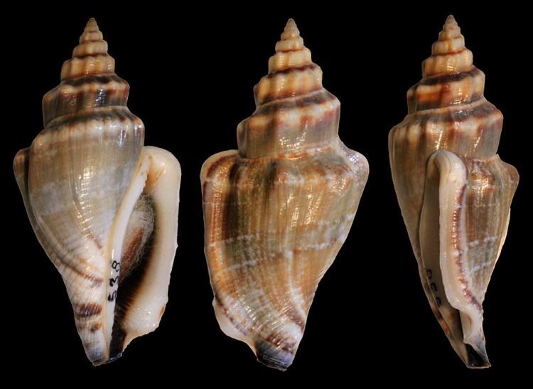 Canarium urceus Gastropoda Stromboidea Species Canarium Urceus