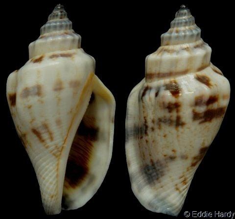 Canarium urceus Canarium urceus urceus