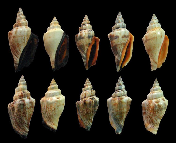 Canarium urceus Gastropoda Stromboidea Species Canarium Urceus