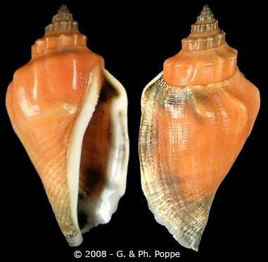 Canarium urceus wwwgastropodscomShellImagesCConusCanariumu