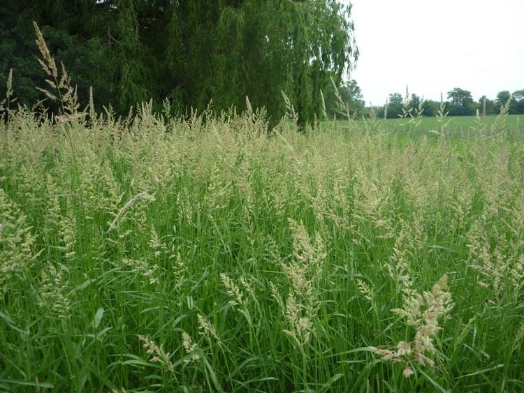 Canary grass Reed Canary Grass Phalaris arundinaces Management Guide