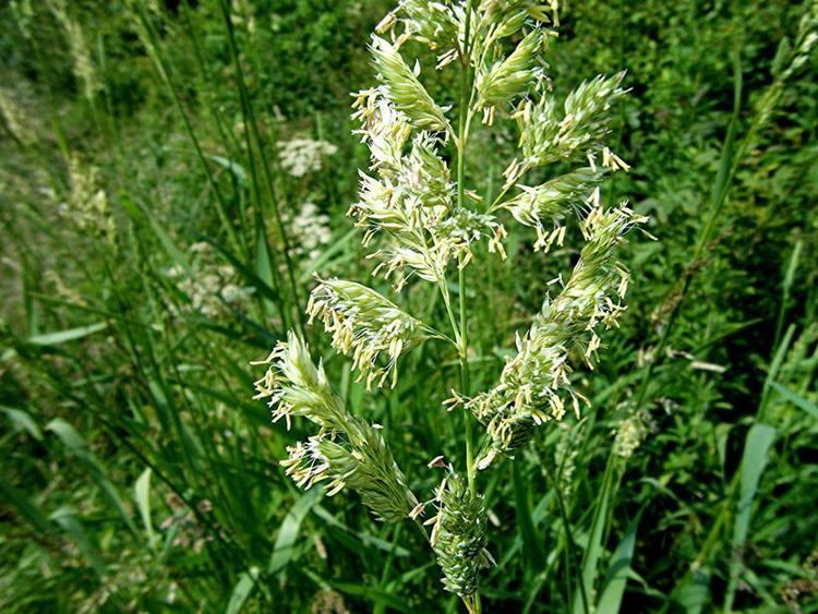 Canary grass Reed Canarygrass Phalaris arundinacea NatureSpot
