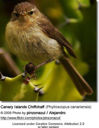 Canary Islands chiffchaff Canary Island Chiffchaffs