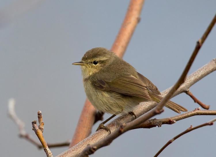 Canary Islands chiffchaff Canary Chiffchaff Phylloscopus canariensis Side view of Canary