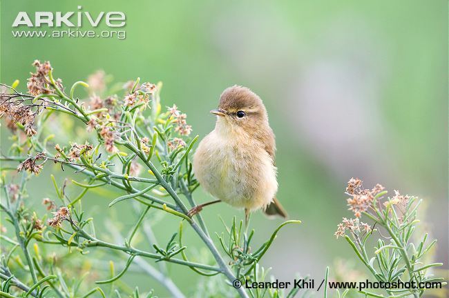 Canary Islands chiffchaff Canary Islands chiffchaff videos photos and facts Phylloscopus