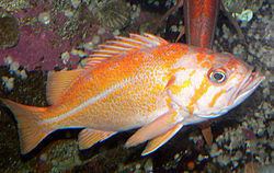 Canary rockfish httpsuploadwikimediaorgwikipediacommonsthu