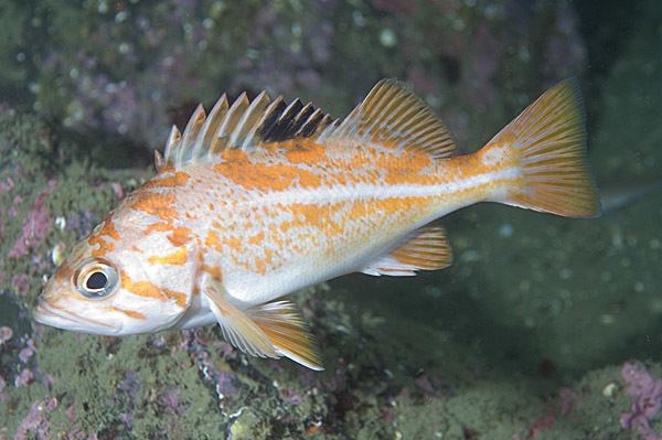 Canary rockfish Pictures of Canary Rockfish Sebastes melanops images