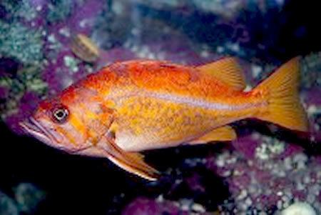 Canary rockfish Bottomfish Identification Guide Canary Rockfish Sebastes pinniger