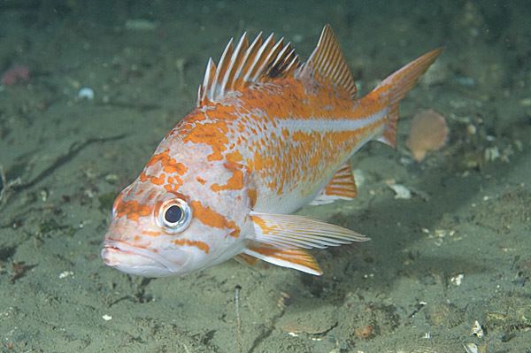 Canary rockfish Pictures of Canary Rockfish Sebastes melanops images