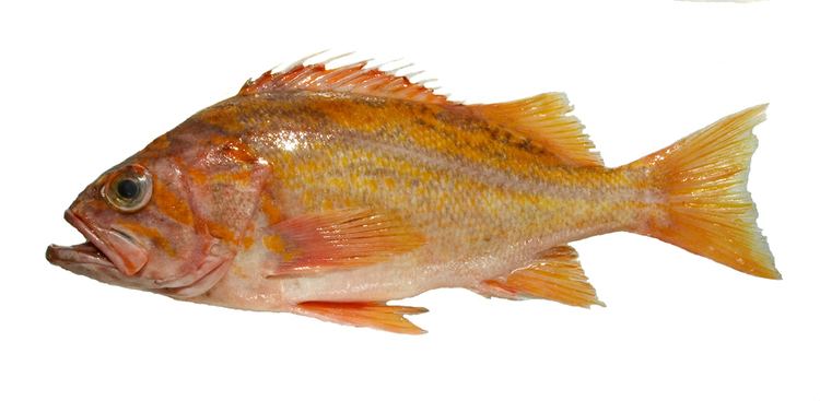 Canary rockfish Bottomfish Identification Guide Canary Rockfish Sebastes pinniger