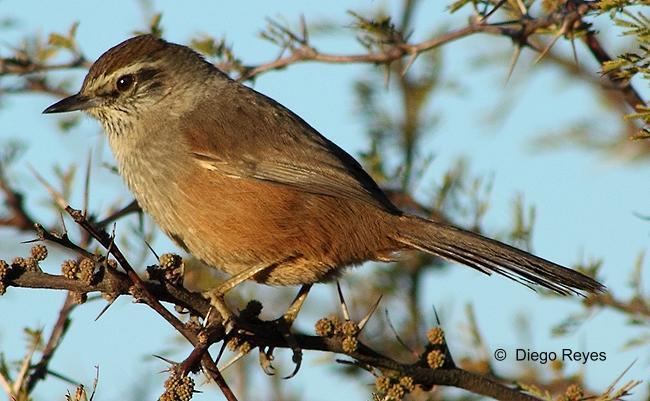 Canastero Canastero AVES DE CHILE