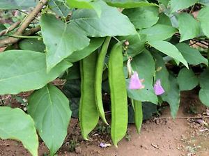 Canavalia White Sword Beans Canavalia Ensiformis Jack Bean or Valavara