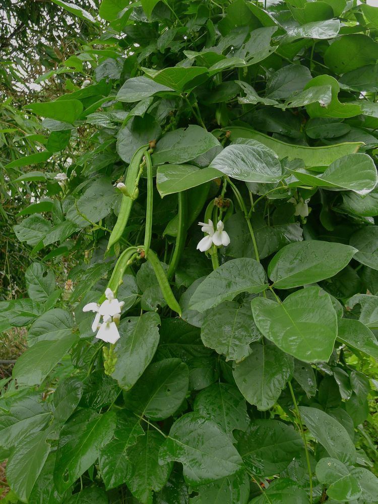 Canavalia gladiata How Do I Grow Sword Beans Jerry ColebyWilliams