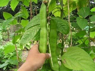 Canavalia gladiata Japanese Sword Bean Seeds White Shironata Mame Canavalia