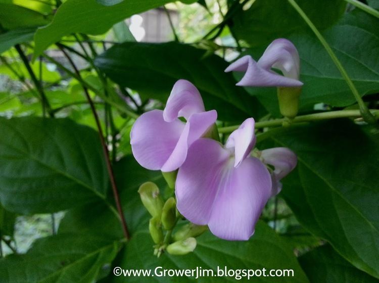 Canavalia gladiata Garden Adventures Sword bean Canavalia gladiata