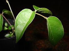 Canavalia molokaiensis httpsuploadwikimediaorgwikipediacommonsthu