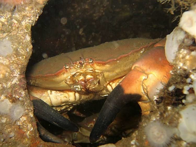 Cancer pagurus MarLIN The Marine Life Information Network Edible crab Cancer