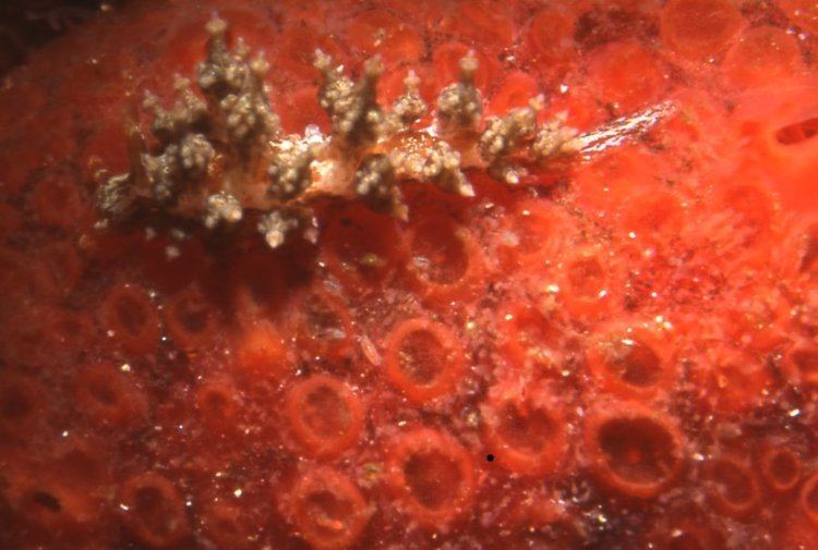 Candelabra nudibranch