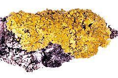 Candelaria (lichen) httpsuploadwikimediaorgwikipediacommonsthu