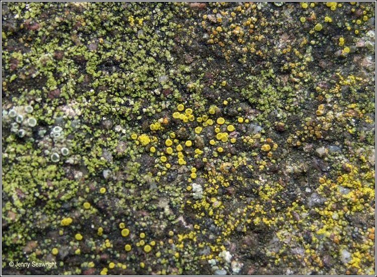 Candelariella aurella Irish lichens Candelariella aurella