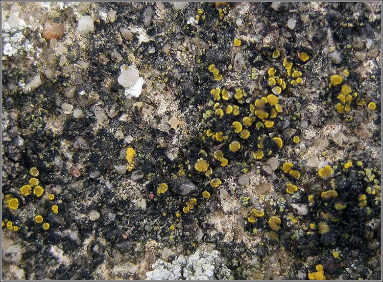 Candelariella aurella Lichen Candelariella aurella