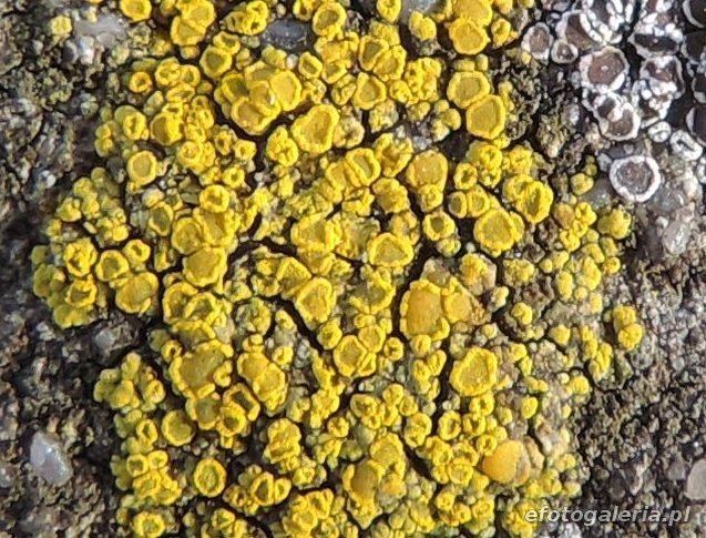 Candelariella aurella Candelariella aurella Fotogaleria zdjcia wybierz kategori