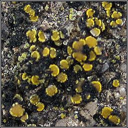 Candelariella aurella Lichen Candelariella aurella