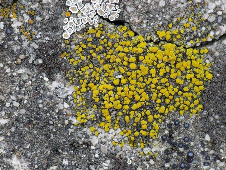 Candelariella aurella Image Candelariella aurella Eggyolk Lichen BioLibcz